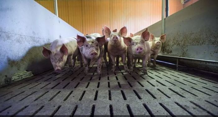 حمى الخنازير تعاود الظهور في إسبانيا عقب 30 عاماً من الغياب