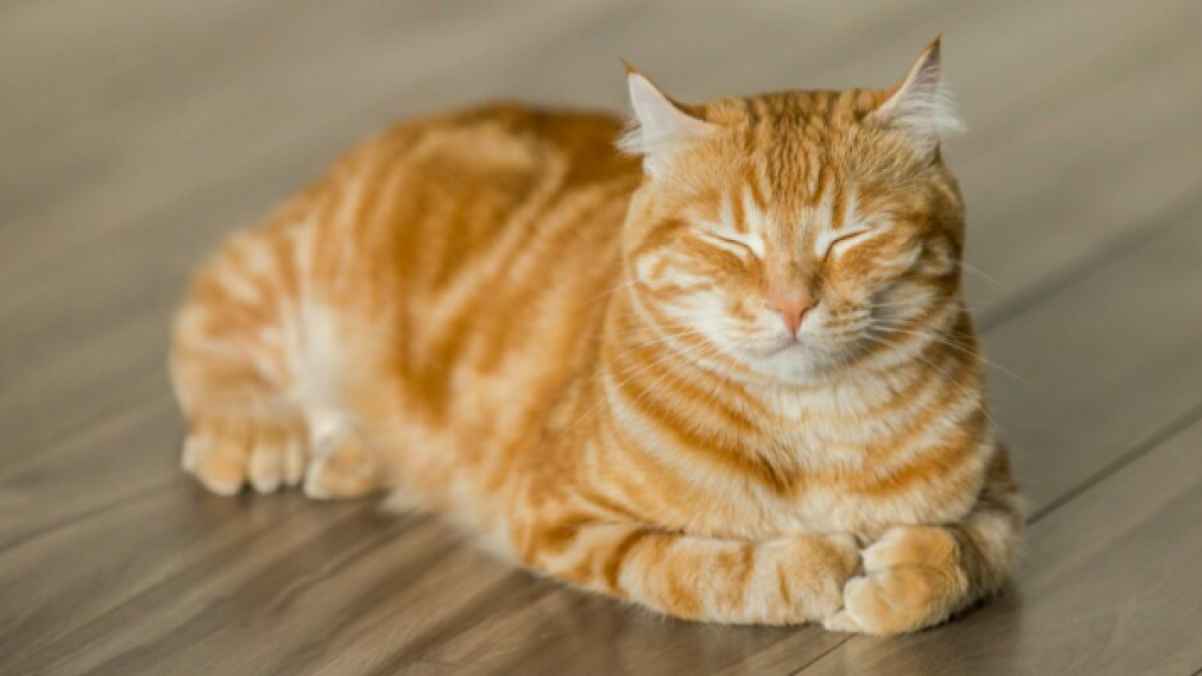 محكمة فرنسية تغرم مالكة قط 1250 يورو بسبب تسلله المتكرر لحديقة الجيران