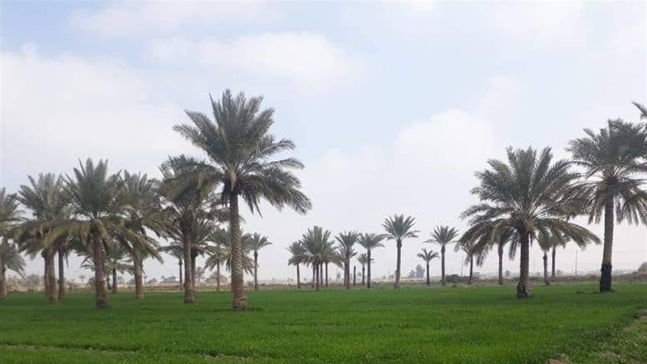 أمانة بغداد تُنجز العد والفرز لـ7 مناطق ضمن خطة تمليك الأراضي الزراعية