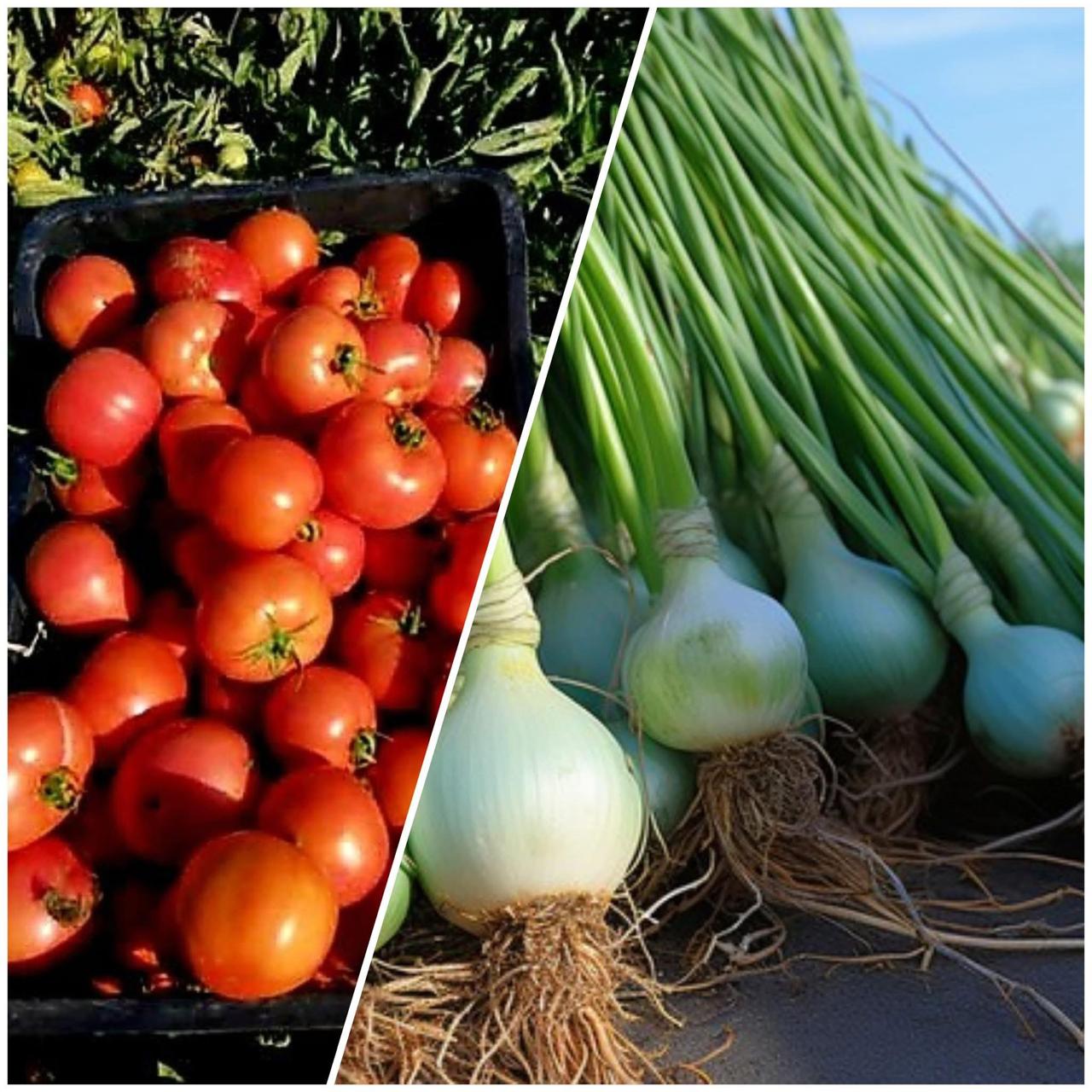 وزارة الزراعة تفتح الاستيراد أمام محصولي الطماطم والبصل ابتداءً من 15 تشرين الأول     