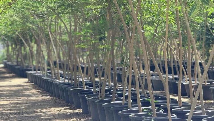 أمانة بغداد تعتزم إطلاق حملة لزراعة 300 ألف شجرة ابتداءً من الأربعاء المقبل 