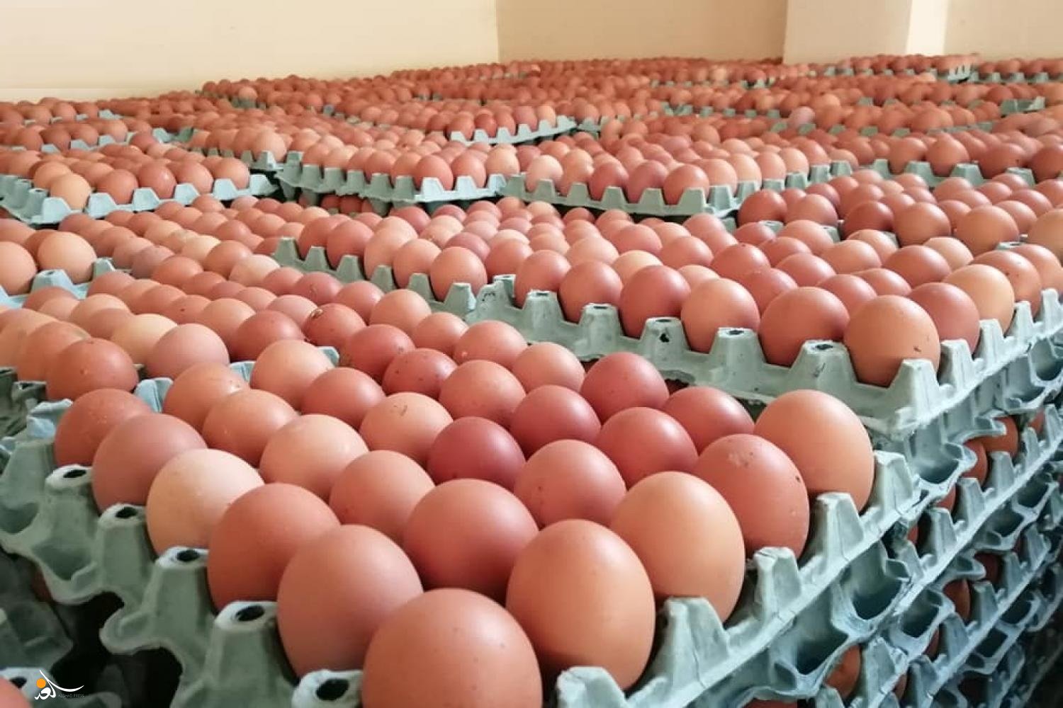 الزراعة تكشف أسباب ارتفاع أسعار البيض