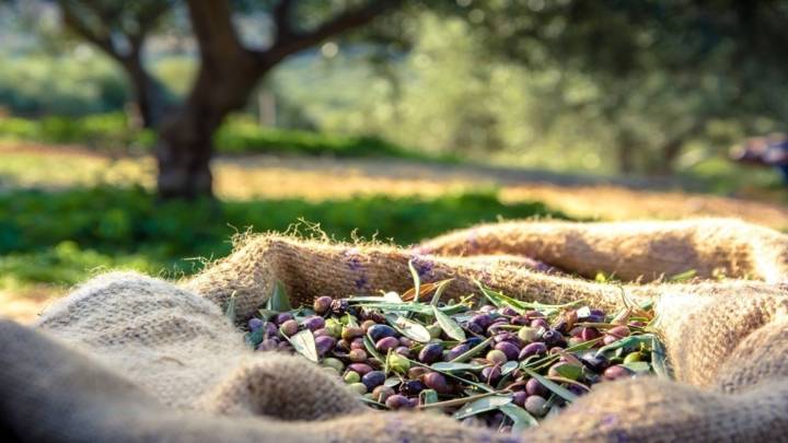 قوات الاحتلال الإسرائيلي تمنع الفلسطينيين دون سن الأربعين من قطف الزيتون في يانون