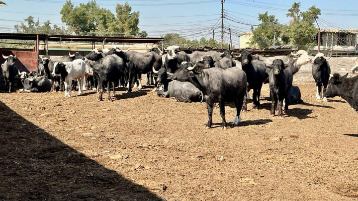نينوى ..  تسجيل إصابة جديدة بـ "الحمى النزفية" في الموصل